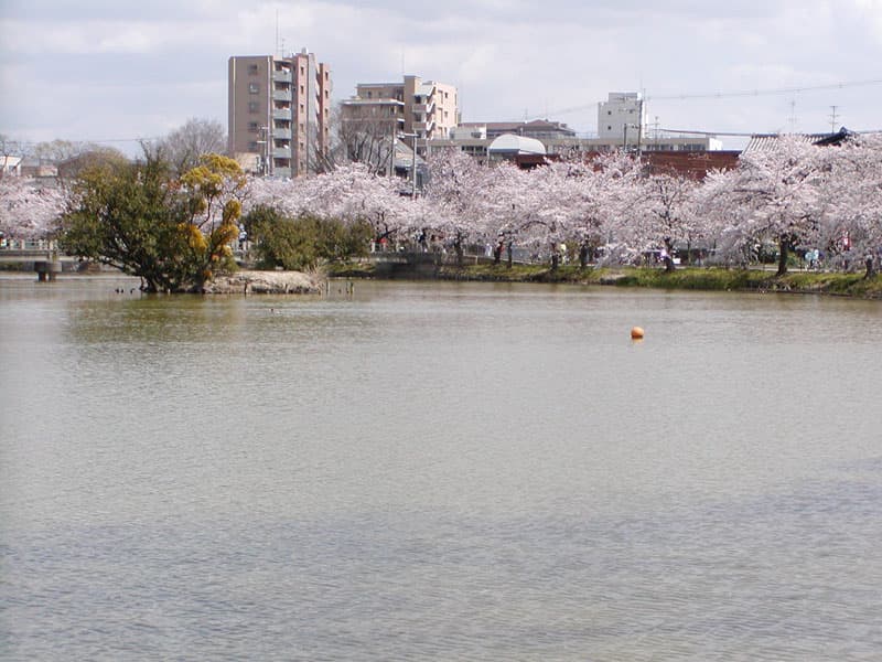 閑静な帝塚山にある池のまわりを朝のおさんぽでスタート