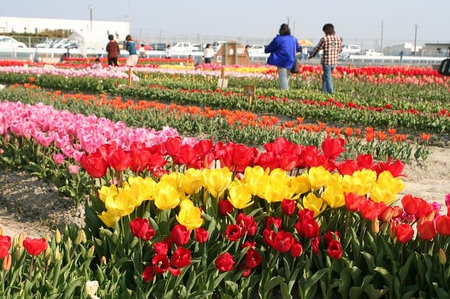 北島中央公園に隣接する緑の芝生をのんびり散策