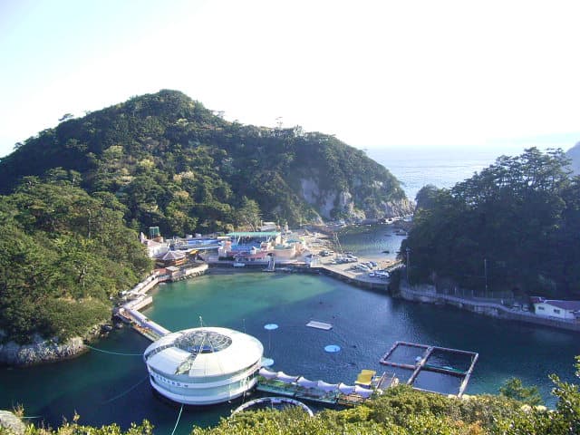 天然の入り江を生かした水族館でイルカやアシカとふれあう
