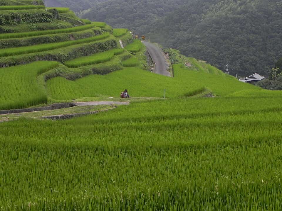 中山千枚田